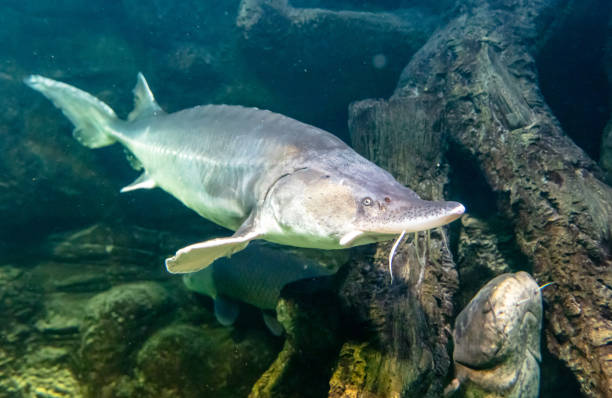 istock Sturgeon fish swims in an aquarium 2149486247