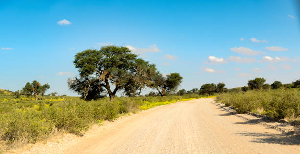 Blue skies over a dirt road running through the southern Kalahari’s Ayob River bed after a rainy summer. Tall grass and lush foiliage cover the red dunes the area is renowned for.
