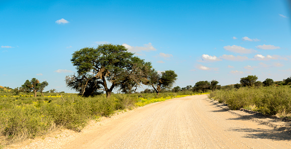 Blue skies over a dirt road running through the southern Kalahari’s Ayob River bed after a rainy summer. Tall grass and lush foiliage cover the red dunes the area is renowned for.