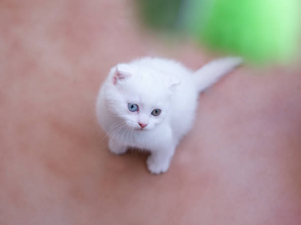 A small white kitten with multicolored eyes. A special pet sits on the boards.