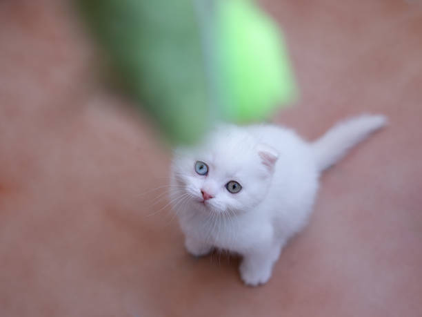 istock A small white kitten with multicolored eyes. A special pet sits on the boards. 2149486304