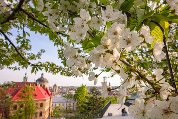 istock tulips flowerbed on Lviv city 2149486341