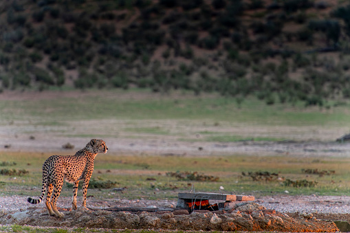 An alert male cheetah at a Kalahari waterhole. Dawn light colouring its fur in red. The animal is hunting, checking for game.