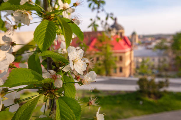 tulips flowerbed on Lviv city background