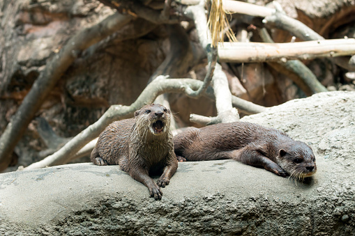 Otters Vocalizing on Rock by River Exhibit Natural Behavior and Communication