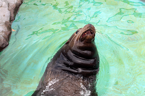 A playful sea lion enjoys a sunny day while emerging from the sparkling turquoise waters, whiskers glistening