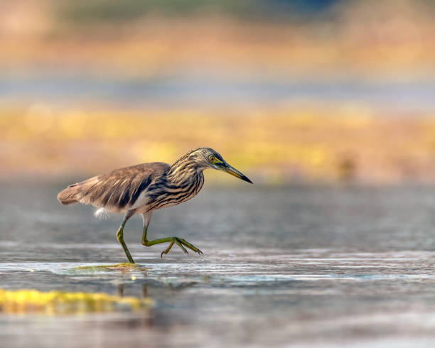 istock A Pond heron is walking on the water surface. 2149488561