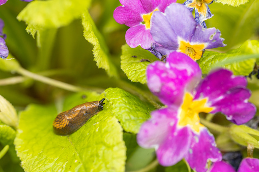 A young invasive snail sitting on spring flowers in the garden, great murmur slug