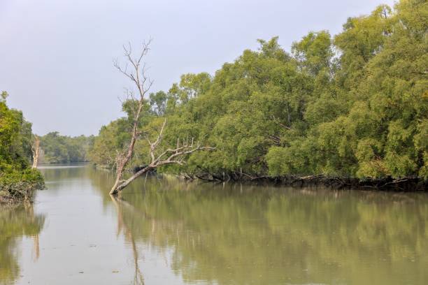 istock Canal in Sundarbans 2149490681