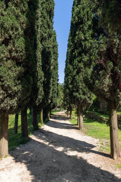 istock A serene cypress lined gravel path beckons visitors for a tranquil walk under the azure sky, captured in a lush arboretum in Italy 2149491021