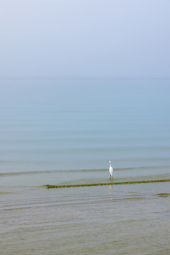 Breaking the morning silence, a solitary heron cries out amidst the gentle fog rolling over Lake Garda, standing out in sharp relief against the calm waters
