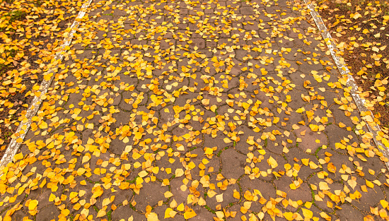 Fallen birch leaves on the sidewalk in the park. Autumn.