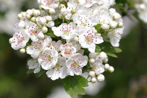 branch of a hawthorn bush with fresh blossoms and leaves on natural background