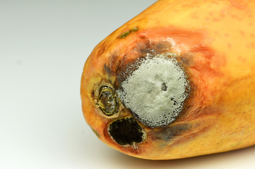 rotten ripe papaya  with mold isolated on the white background .