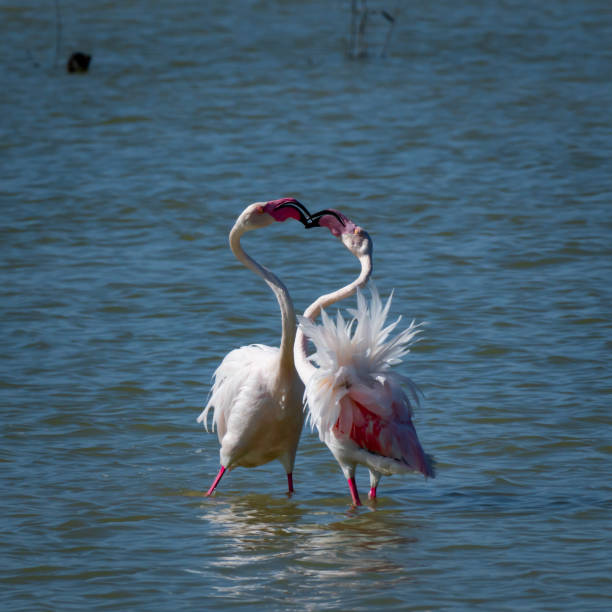 istock Flamingos as they pass through the natural park, the deep 2149491751