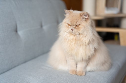 Cute chubby yellowish British longhair cat expression looks a little angry because the owner didn't give him a snack