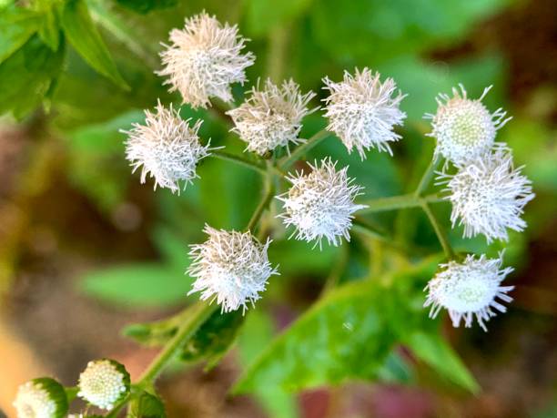 istock close up of white flowers 2149492262