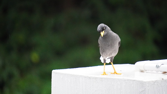 The Javan myna (Acridotheres javanicus), also known as the white-vented myna, is a dark gray bird native to Bali and Java, Indonesia. It has an orange bill, white wing patches, and lemon yellow eyes, and measures 21-23 cm (8.3-9.1 inches) long.