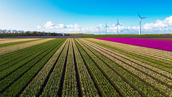 A sprawling field of crops stretches towards the horizon, with majestic wind turbines standing tall in the background under a clear Spring sky. drone aerial view