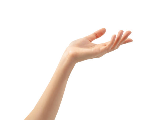 istock Hand holding or pointing to something on white backgrounds, clipping path. 2149492602
