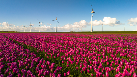 A vast field of pink tulips stretches to the horizon, with windmill turbines gently turning in the background under a clear blue sky. green energy, energy transition