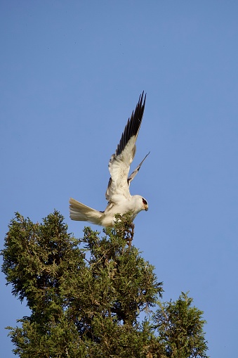 white-tailed kite sitting on the top of a tree