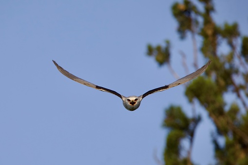 White-tailed kite in flight