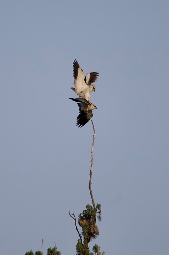 a pair of white-tailed kites mating on a treetop