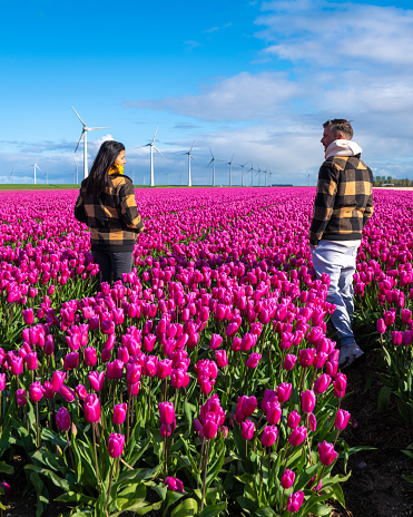 A man and a woman, surrounded by vibrant tulips, stand hand in hand in the sprawling Dutch fields during springtime.