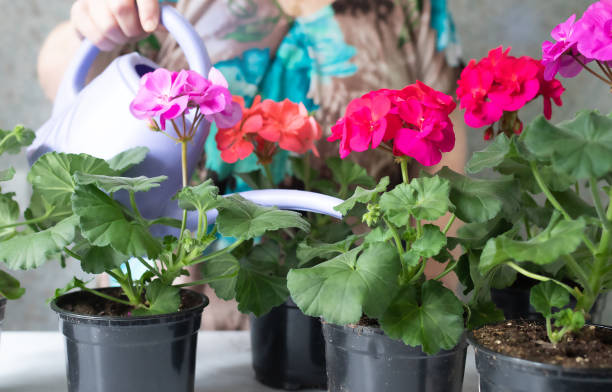 istock watering pelargonium-geranium flowers in a pot at home Floral decor. Spring flora. Caring for flowers. 2149494517