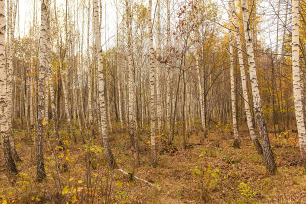 Trunks of young birches in the forest in autumn.