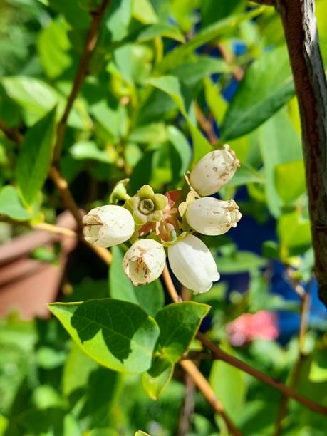 istock Flower of blueberry 2149494539