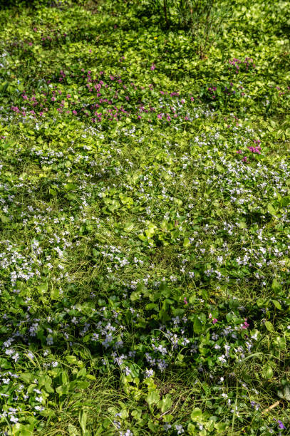 istock Spring flowers and plants in a botanic garden 2149494683