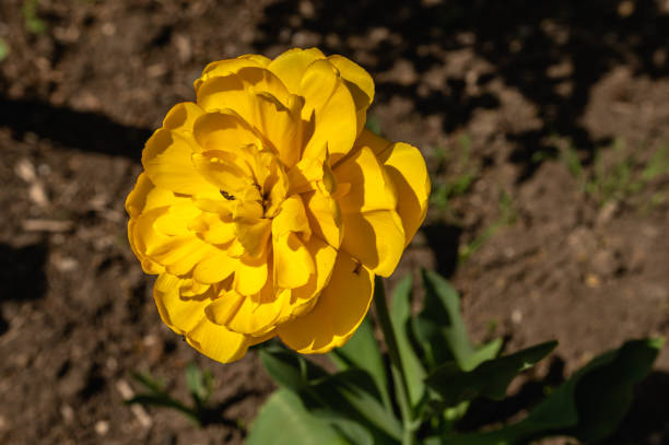 Yellow Tulips in bloom in Fitzroy Garden, Melbourne, Australia