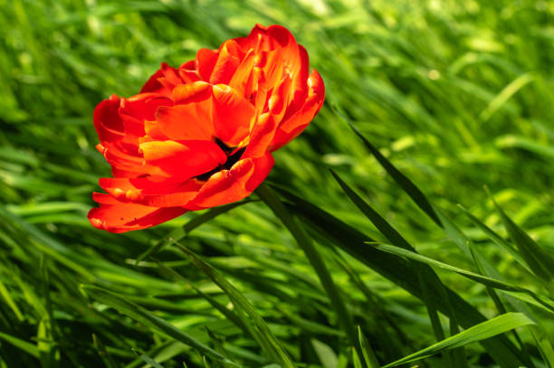 Odessa, Ukraine. Spring flowers and plants in Odessa botanical garden in Ukraine on a sunny day