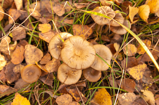 Poisonous mushroom in the ground in the forest in autumn.