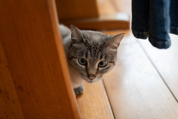 Cat staring at me from under the chair