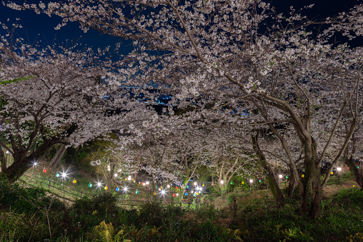 Cherry blossoms in full bloom illuminated