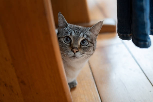 Cat staring at me from under the chair
