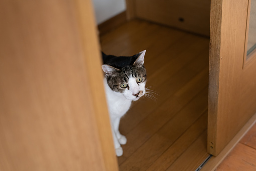 A cat looking through the door gap