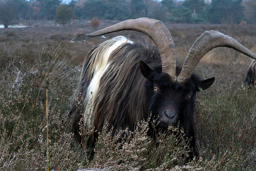 Wild goat