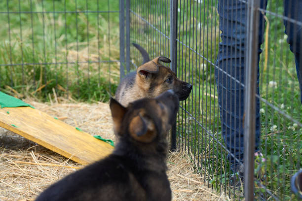 Beautiful German Shepherd puppies playing in their run on a sunny spring afternoon in Skaraborg Sweden