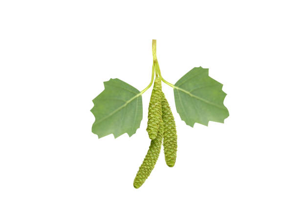 Betula utilis or Himalayan birch various parts of Betula utilis or Himalayan birch is long been used in local traditional medicine. betula utilis stock pictures, royalty-free photos & images