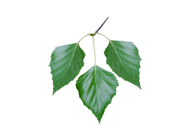 Betula utilis or Himalayan birch various parts of Betula utilis or Himalayan birch is long been used in local traditional medicine. betula utilis stock pictures, royalty-free photos & images