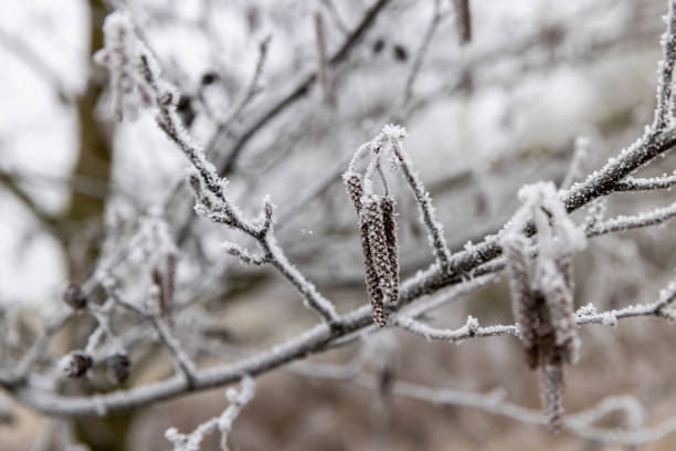 frost-covered branches and cones and catkins of the alder tree, deciduous alder tree without foliage in early spring after frosts