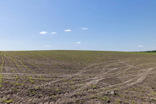 istock green corn sprouts growing in the field before harvest 2149496698