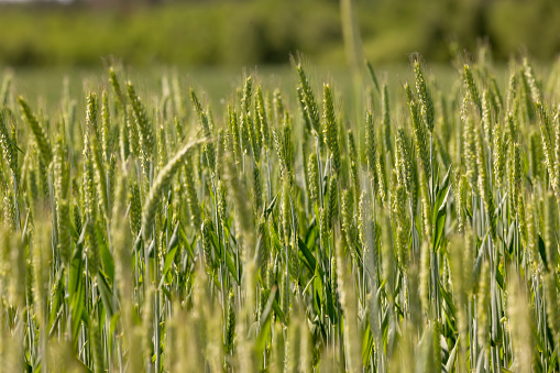 green cereals in summer, a field with green wheat in sunny weather