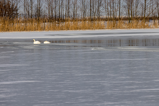white swans on the lake in winter, wild swans in Europe during winter frosts on a freezing lake