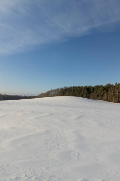 istock snow in winter in a young pine forest on a hill 2149496721