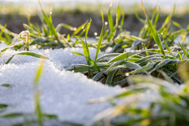 winter wheat during snowmelt during thaw